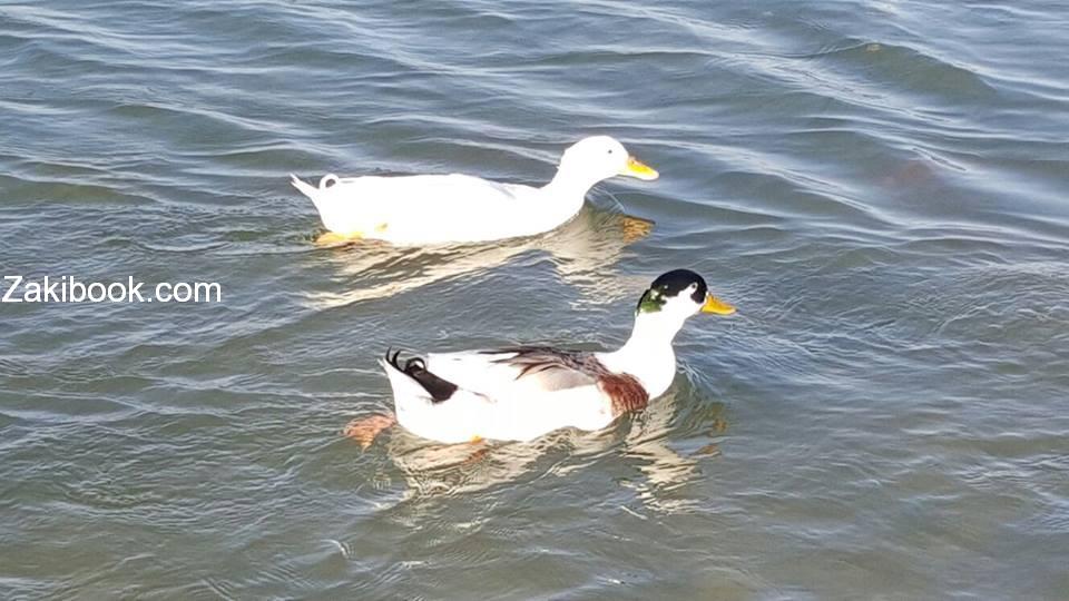 12417589_539114292936336_991031445376549385_n