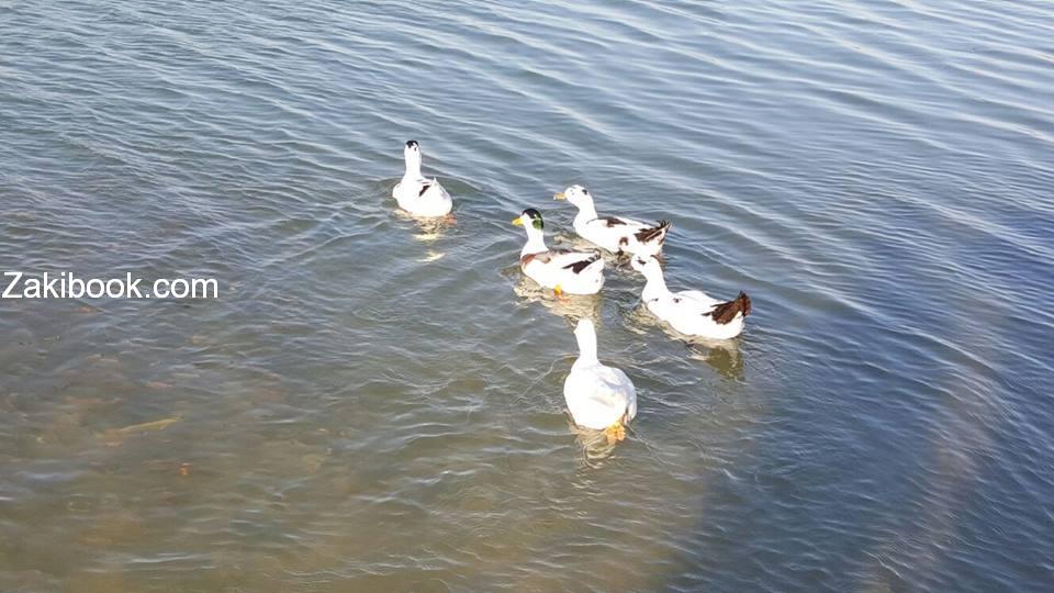 1931364_539114232936342_5681914006731023181_n