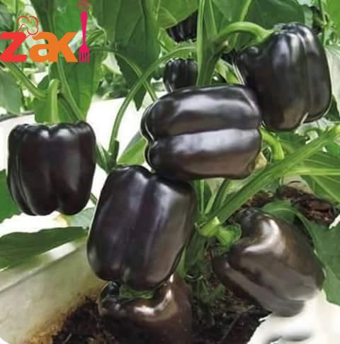 15032773_201452946971744_6486982574289433842_n