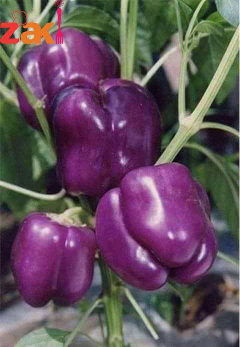 15078590_201452973638408_5472706320118815933_n