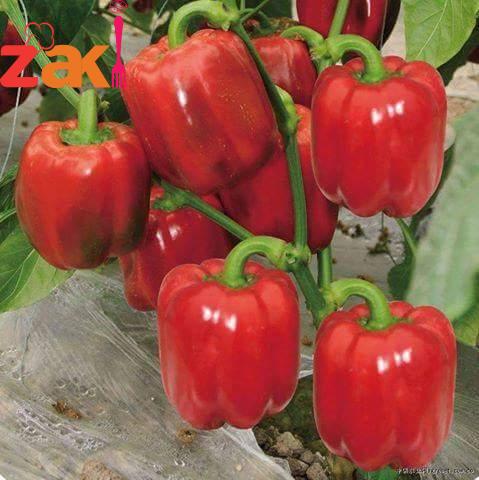 كم واحد هيشوف هذا المنظر ويقول سبحان الله