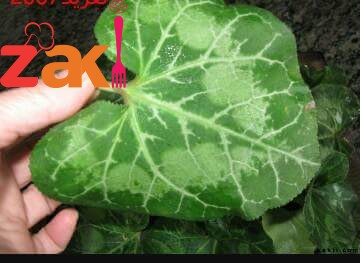 محشي ورق الزعمطوط طعم فووووق الوصف كتير طيب