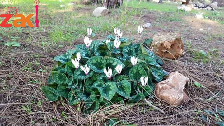 محشي ورق الزعمطوط طعم فووووق الوصف كتير طيب