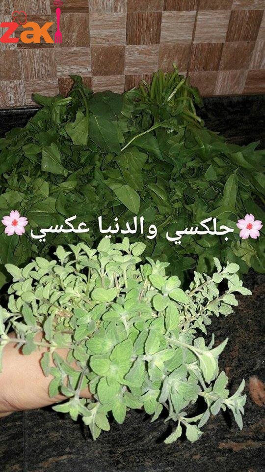 23549820_1447073552077968_598743017_n