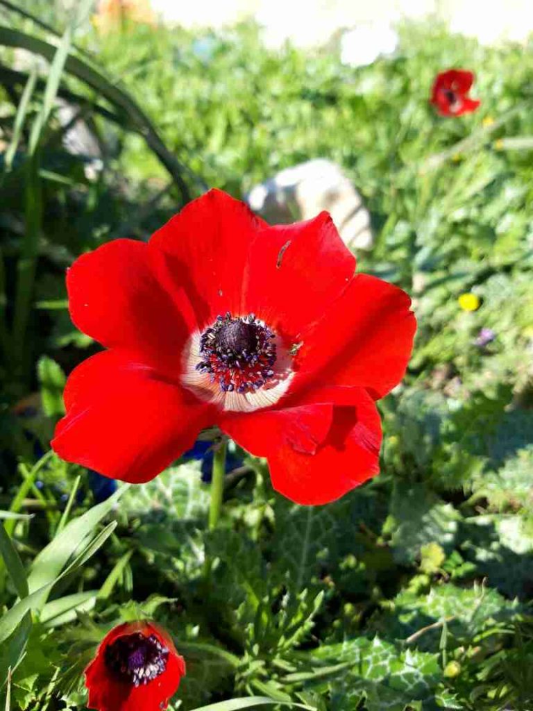 فصل الربيع في بلدي الأردن